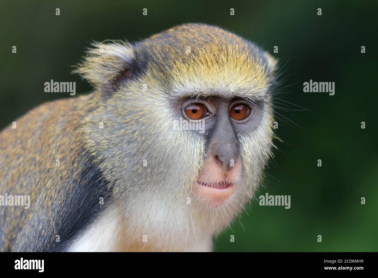 Mona Monkey de Campbell (Cercopithecus campbelli) Banque D'Images