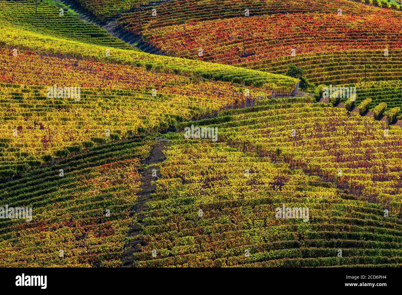 Vue sur les vignobles colorés sur les collines de Langhe en automne dans le Piémont, dans le nord de l'Italie. Banque D'Images
