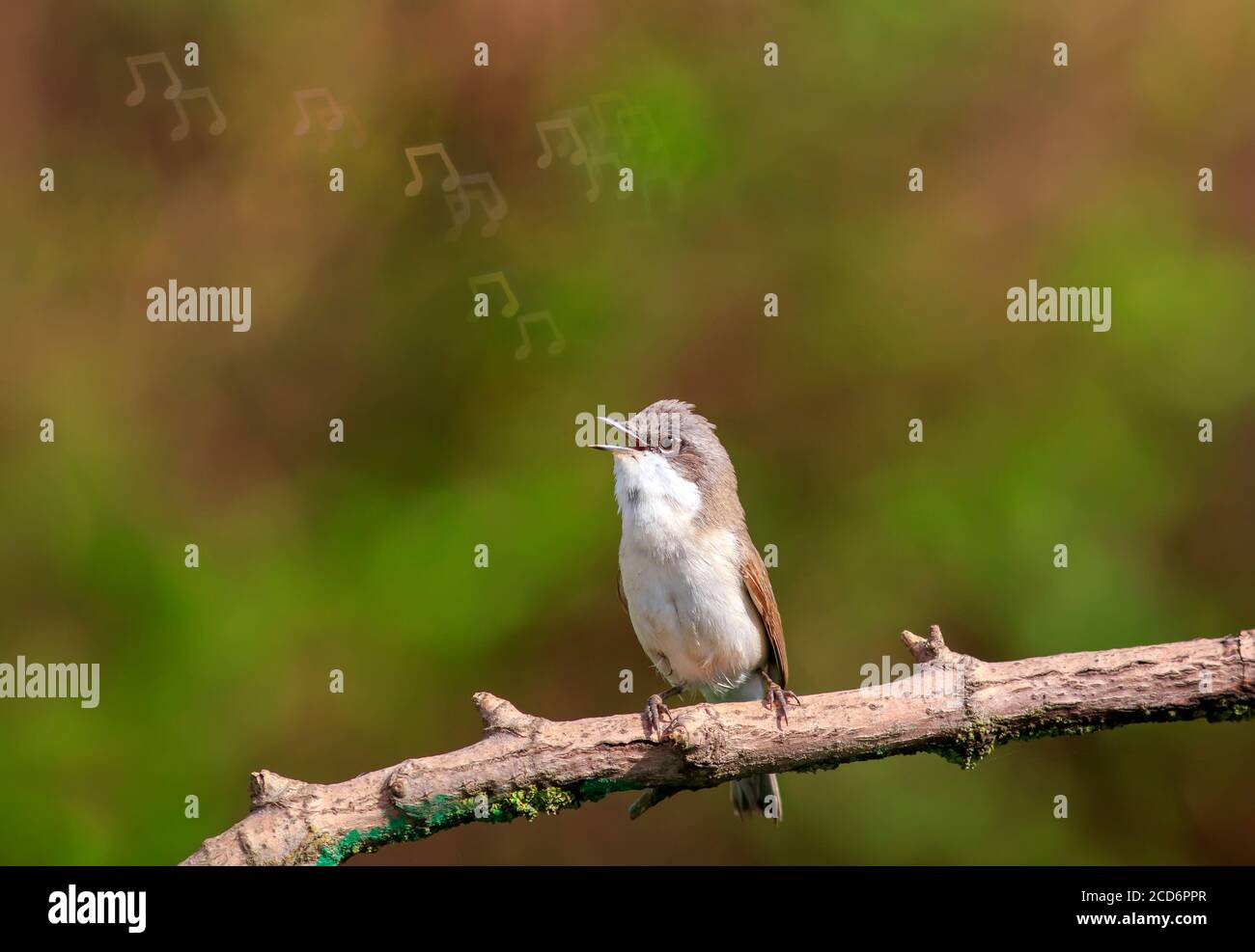Homme oiseau Paruline gris chante une chanson assise sur un branche dans le jardin de printemps Sunny libérant des notes brillantes Banque D'Images