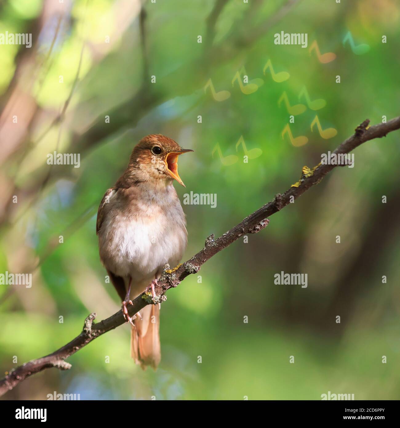 Fond naturel conceptuel avec un oiseau Nightingale chantant une chanson Assis sur une branche dans le jardin de printemps a Sunny les symboles ne scintillent pas Banque D'Images