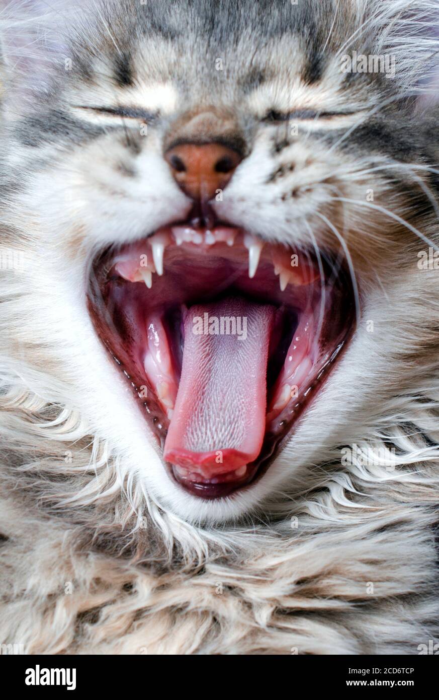 Chat A Bouche Ouverte Naons Chatons Photo Stock Alamy Chat A Bouche Ouverte Naons Chatons Photo Stock Alamy