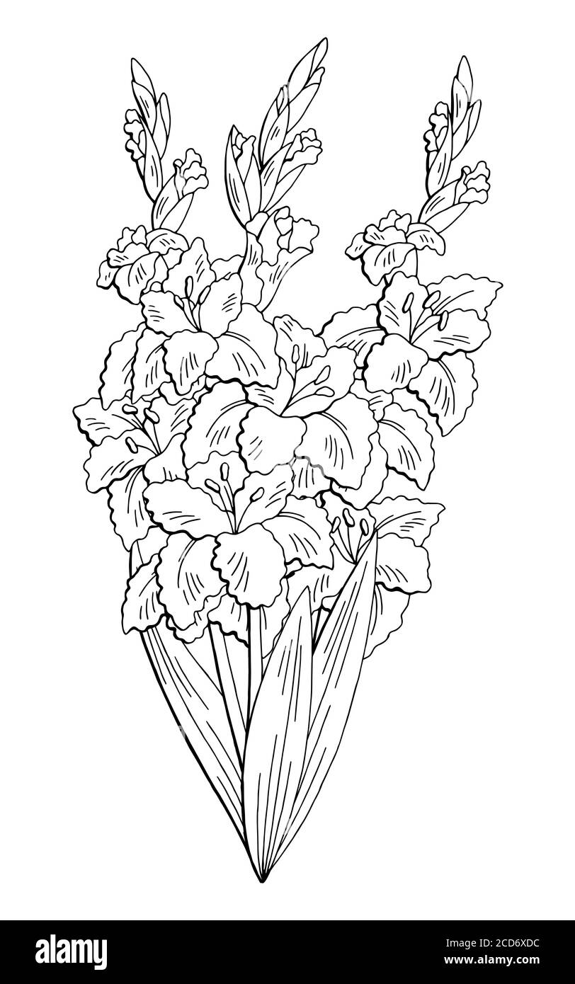 Gladiolus fleur graphique noir blanc isolé bouquet esquisse illustration vecteur Illustration de Vecteur