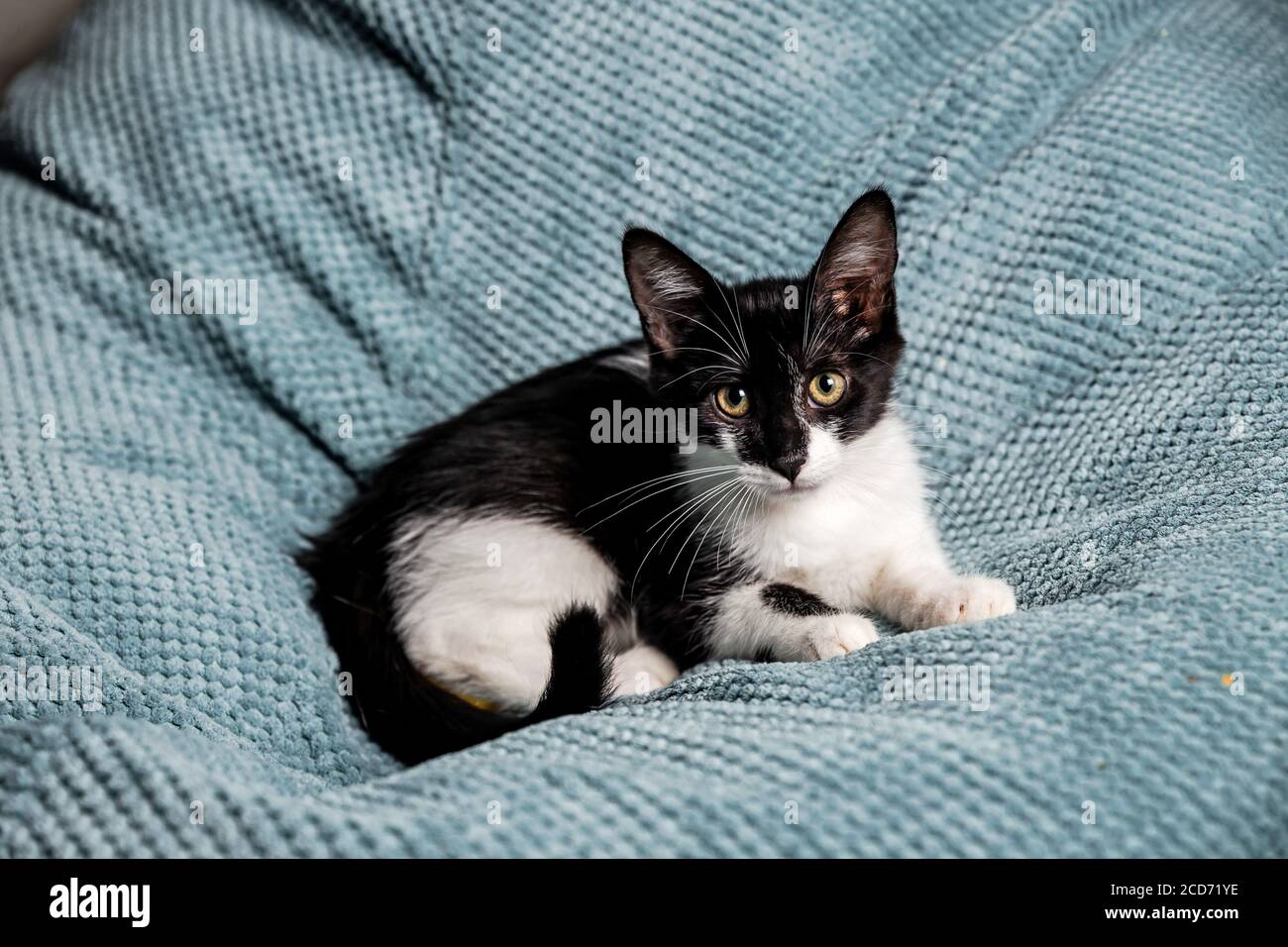 Un joli chaton noir et blanc avec des yeux jaunes le canapé Banque D'Images