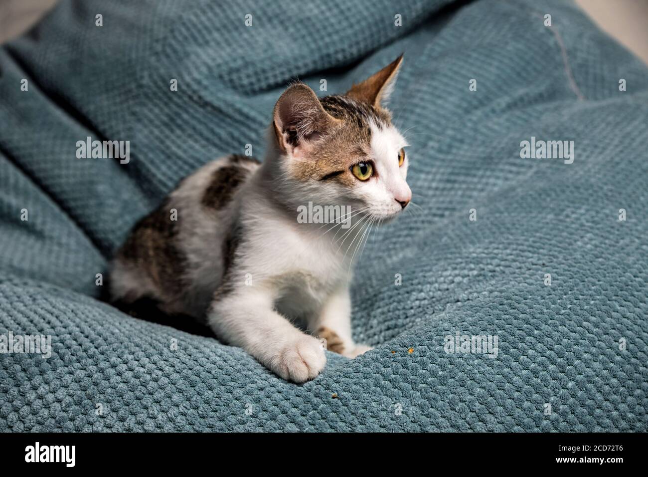 Un joli chaton aux yeux jaunes sur le canapé Banque D'Images