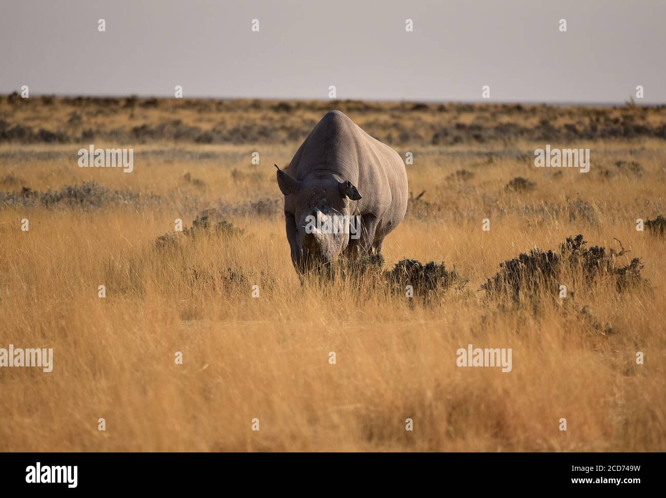 Vue de face des rhinocéros noirs ou des rhinocéros à lèvres accrochantées (Diceros bicornis) avec cornes coupées. Parc national d'Etosha, Namibie Banque D'Images