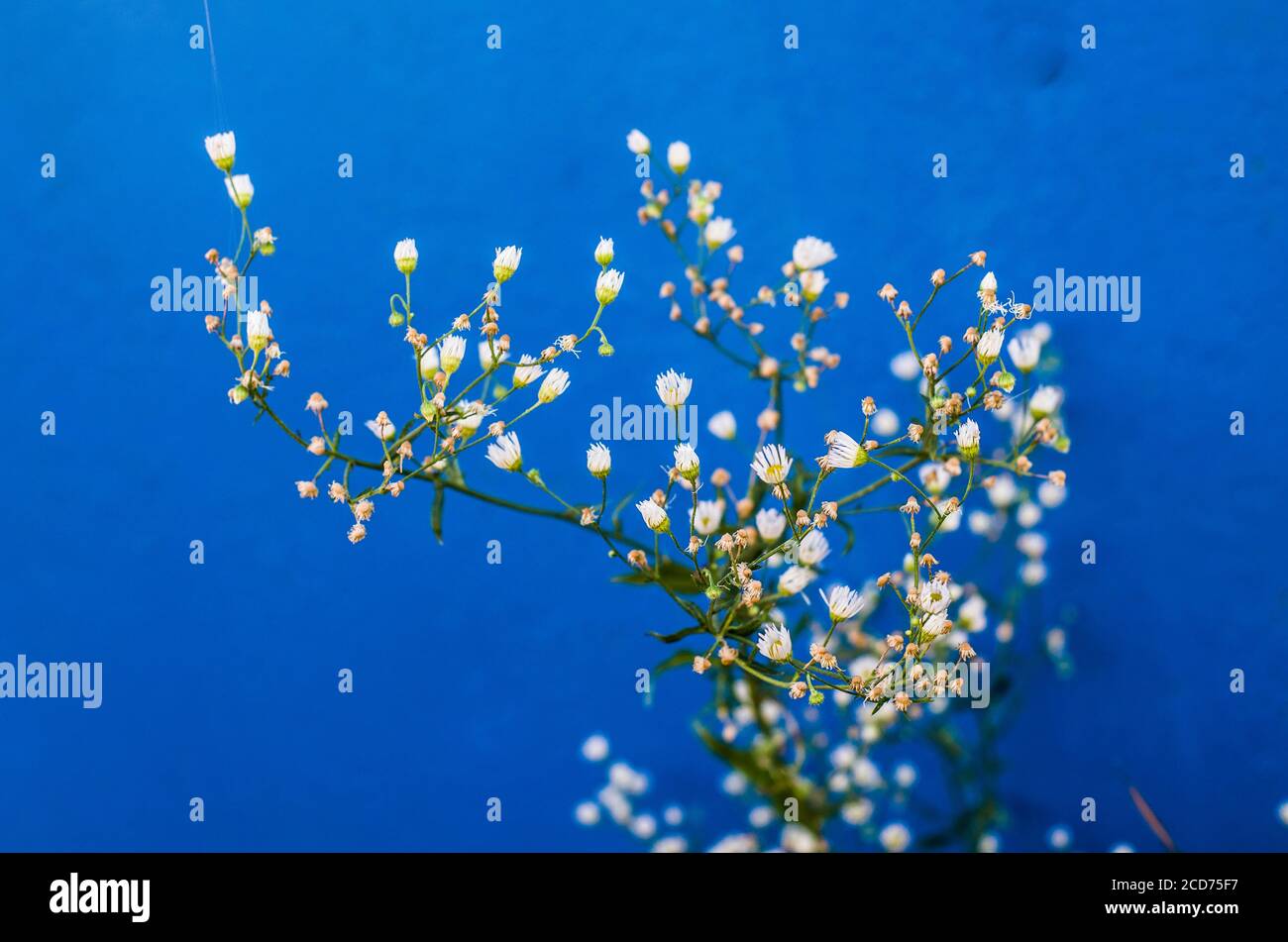 Arrière-plan avec de petites fleurs blanches sur un tableau peint en bleu cobalt. Fleurs sauvages délicates sur fond bleu. Banque D'Images