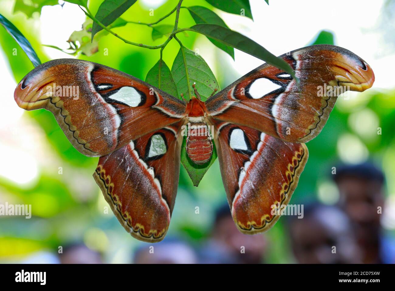 Beau grand papillon, Atlas géant Moth-aka, Atlas Attacus dans l'habitat de forêt verte, Inde. La teigne de l'atlas est l'un des lépidoptères les plus grands Banque D'Images