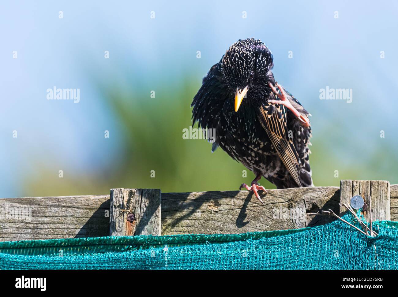 Oiseau de Starling commun (Sturnus vulgaris) au printemps perché sur une clôture rayant au Royaume-Uni. Starling ayant une rayure. Banque D'Images