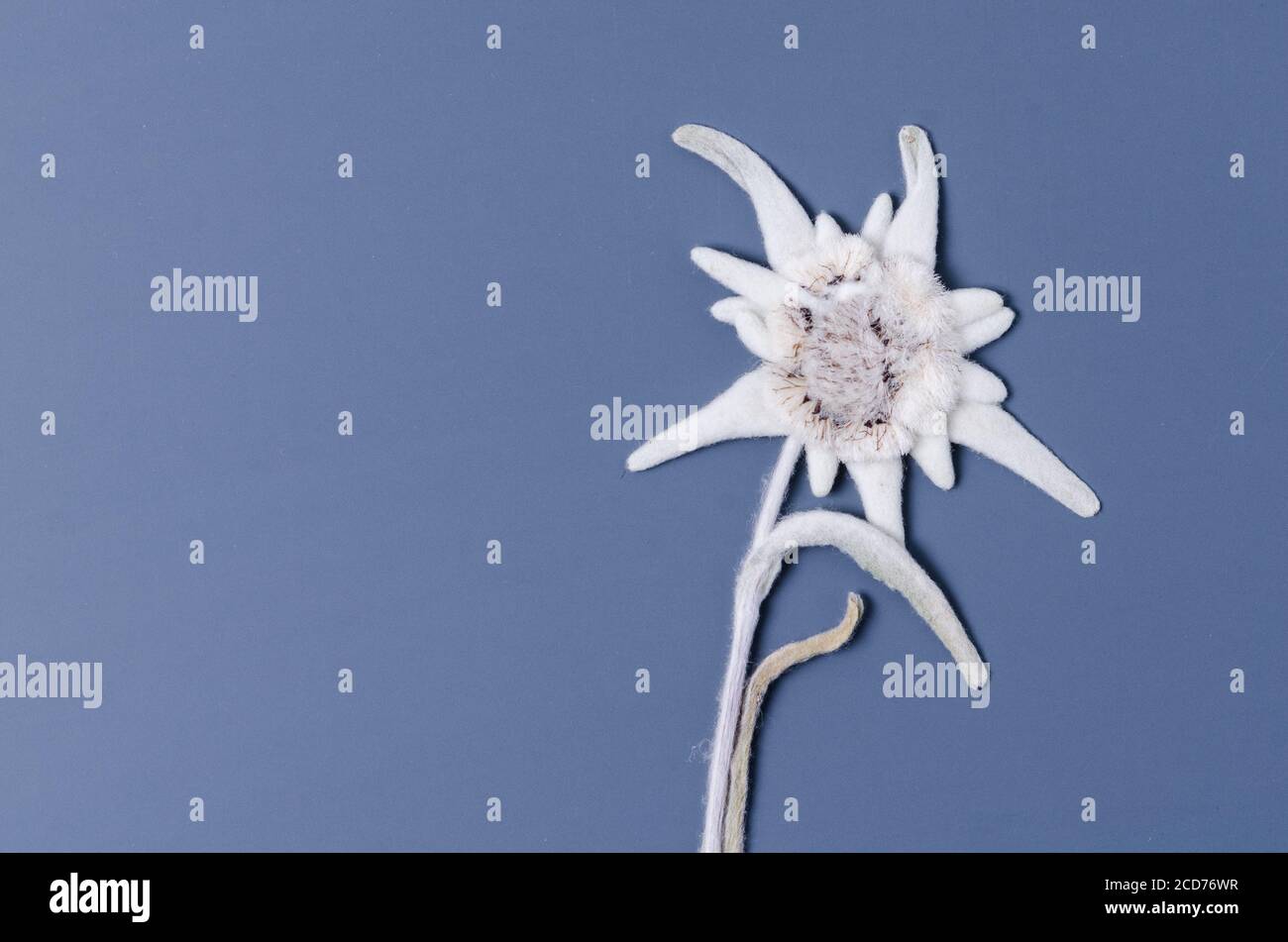 Leontopodium nivale, Leontopodium alpinum, fleur de montagne alpine séchée connue sous le nom d'Edelweiss, Alpen-Edelweiß, Stella Alpina, gros plan, couché Banque D'Images