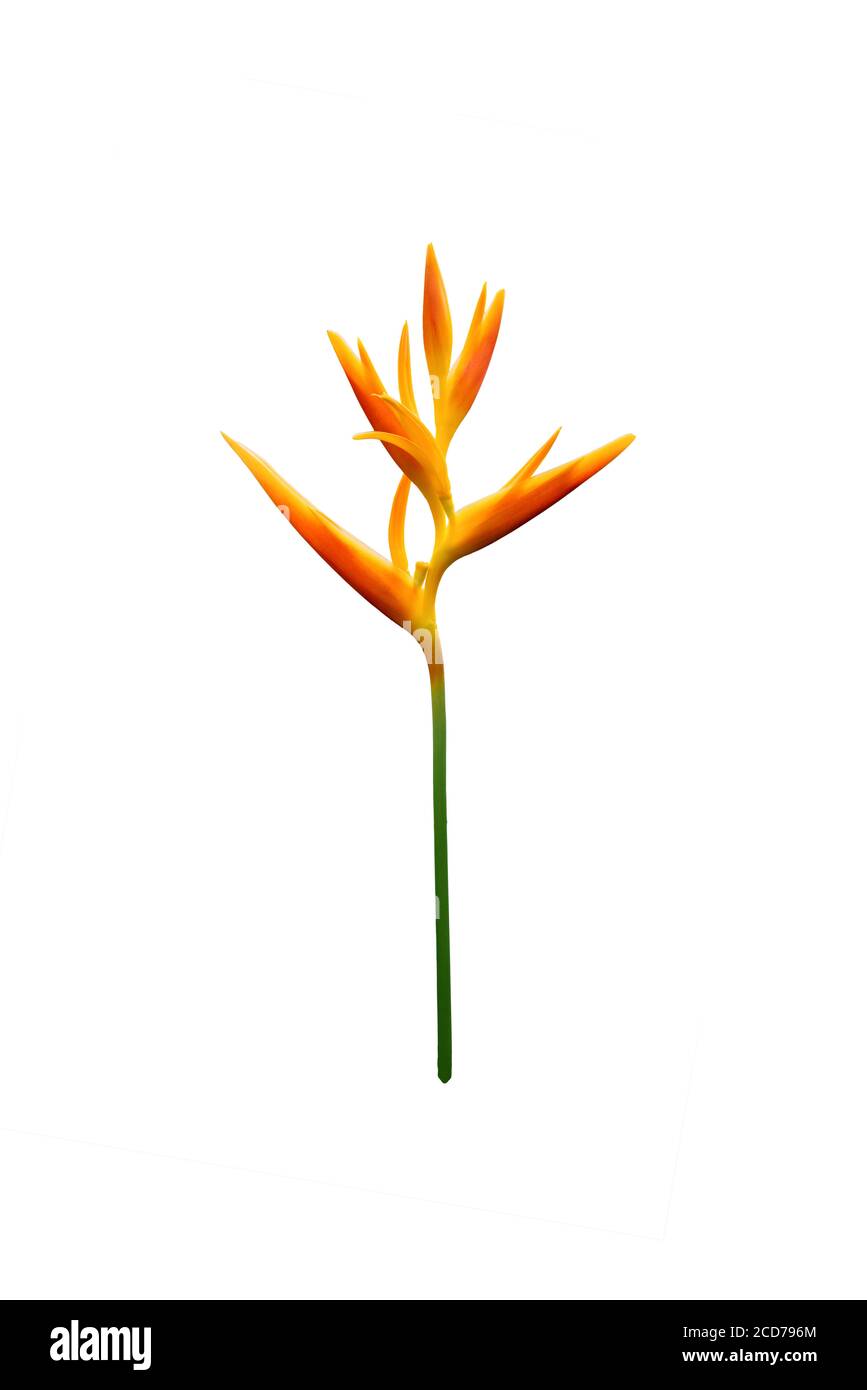 Heliconia psittacorum (flamme dorée) fleurs tropicales isolées sur fond blanc. Banque D'Images