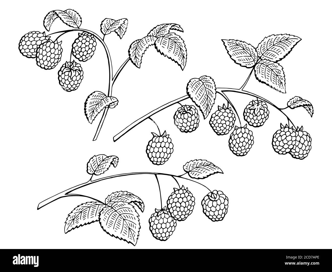 Branche graphique framboise noir blanc isolé ensemble esquisse vecteur d'illustration Illustration de Vecteur