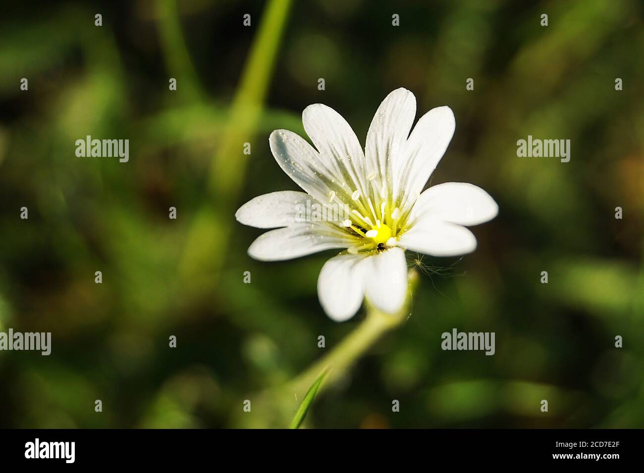 Herbe chiche européenne à fleurs blanches avec pollen jaune Banque D'Images