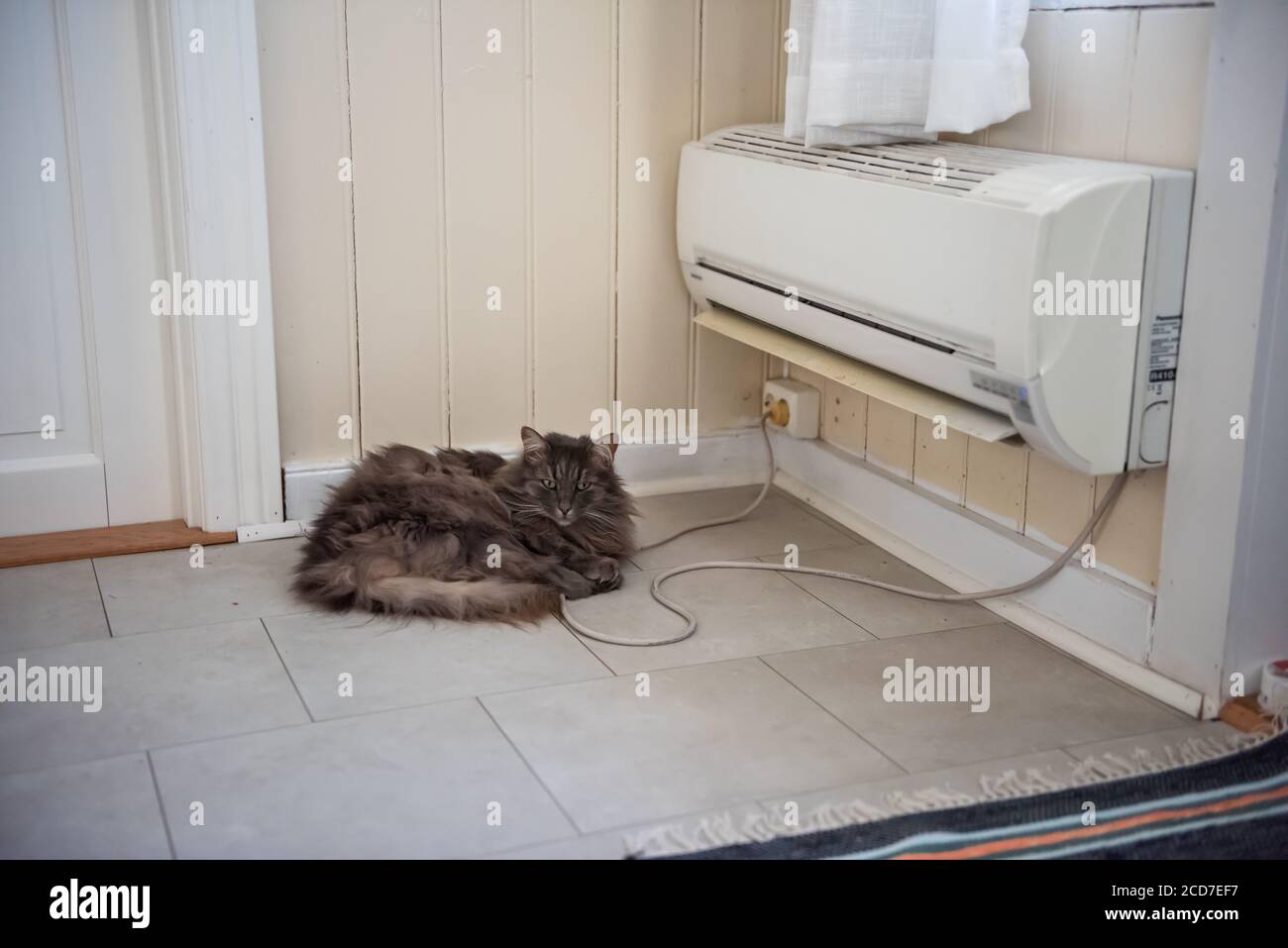 Chat gris et moelleux devant une pompe à chaleur. Banque D'Images