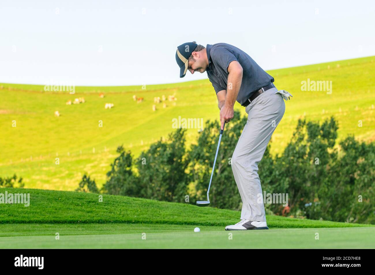 Sportman jouant au golf sur le green lors d'un après-midi ensoleillé Banque D'Images