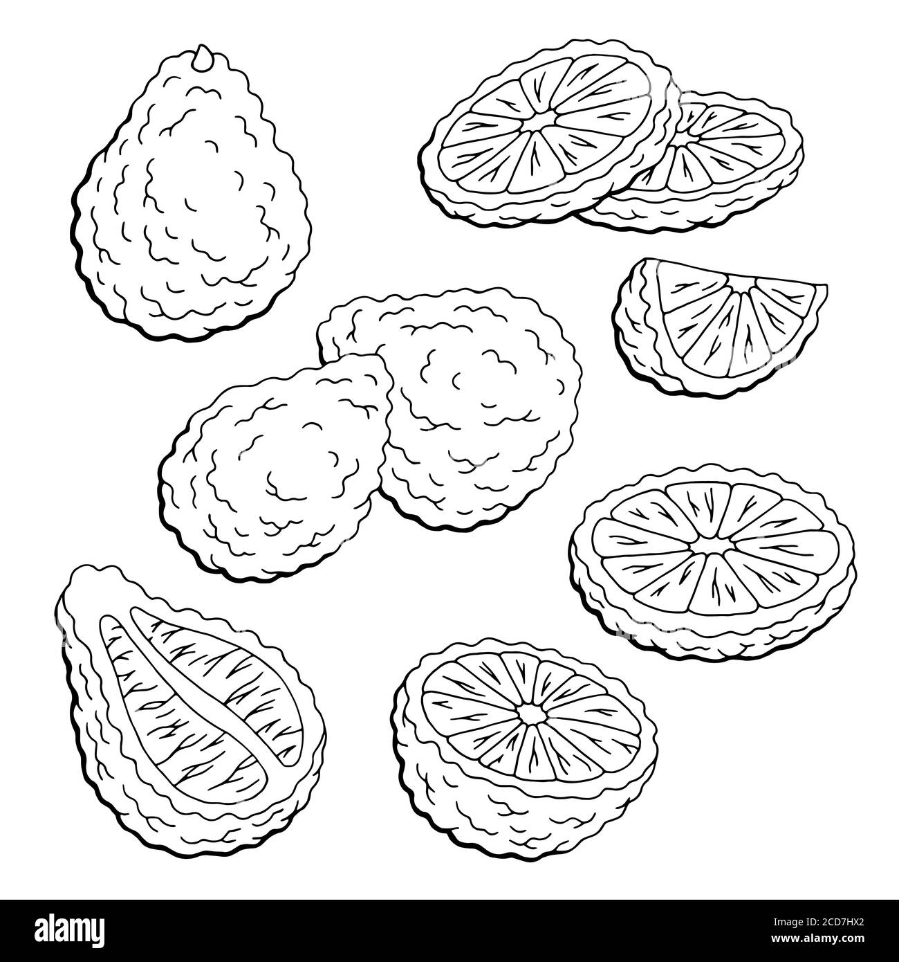 Bergamote fruit ensemble graphique noir blanc isolé esquisse illustration vecteur Illustration de Vecteur