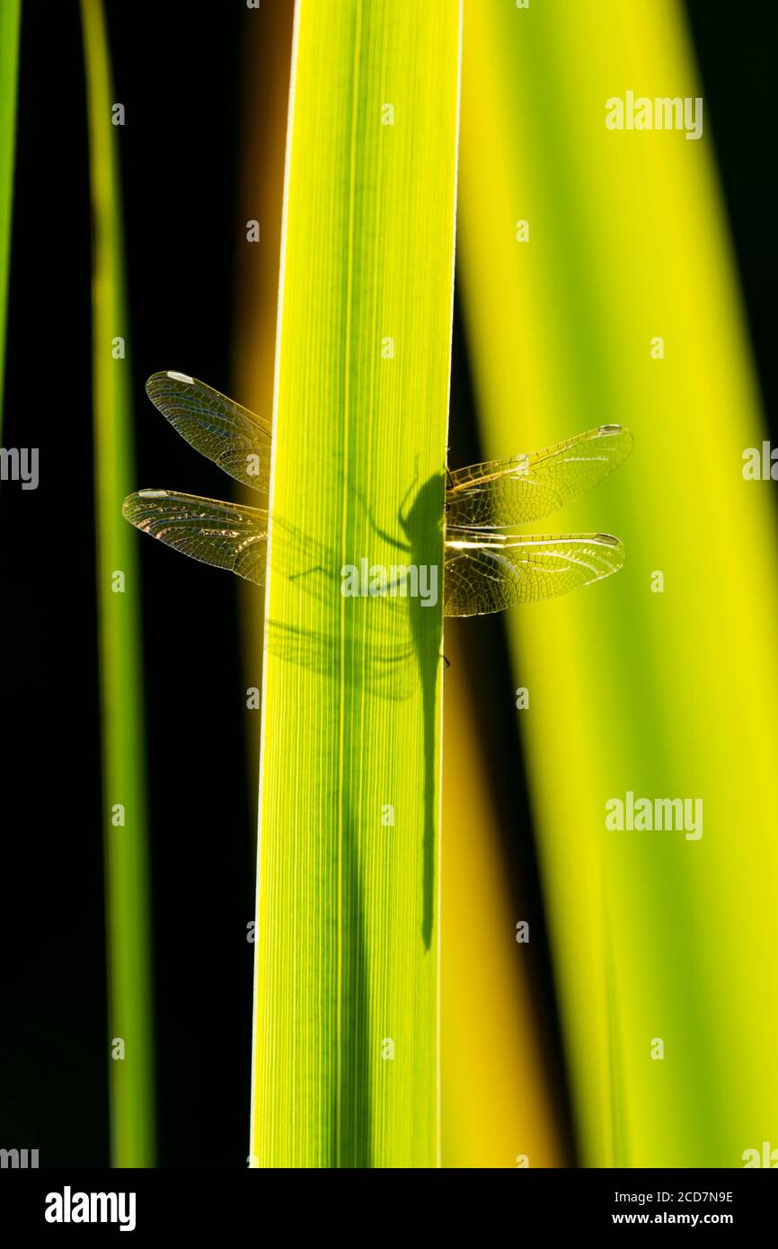 Ombre de la libellule sur le dessous de la feuille, ailes vues de chaque côté, libellule de Darter commun, Sympetrum striolatum, feuille de Flag Iris, Iris pseudocacorus Banque D'Images