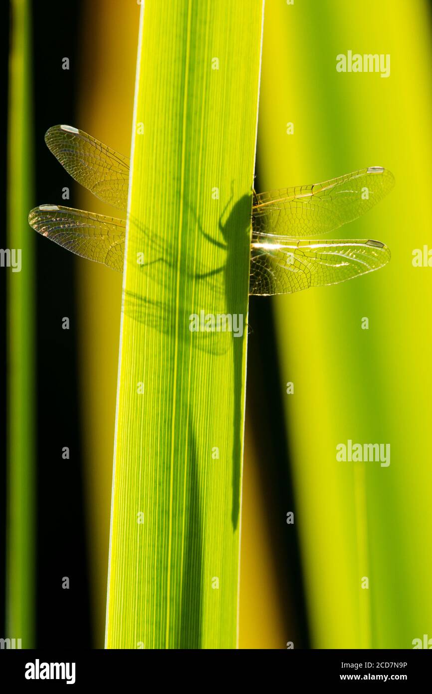 Ombre de la libellule sur le dessous de la feuille, ailes vues de chaque côté, libellule de Darter commun, Sympetrum striolatum, feuille de Flag Iris, Iris pseudocacorus Banque D'Images