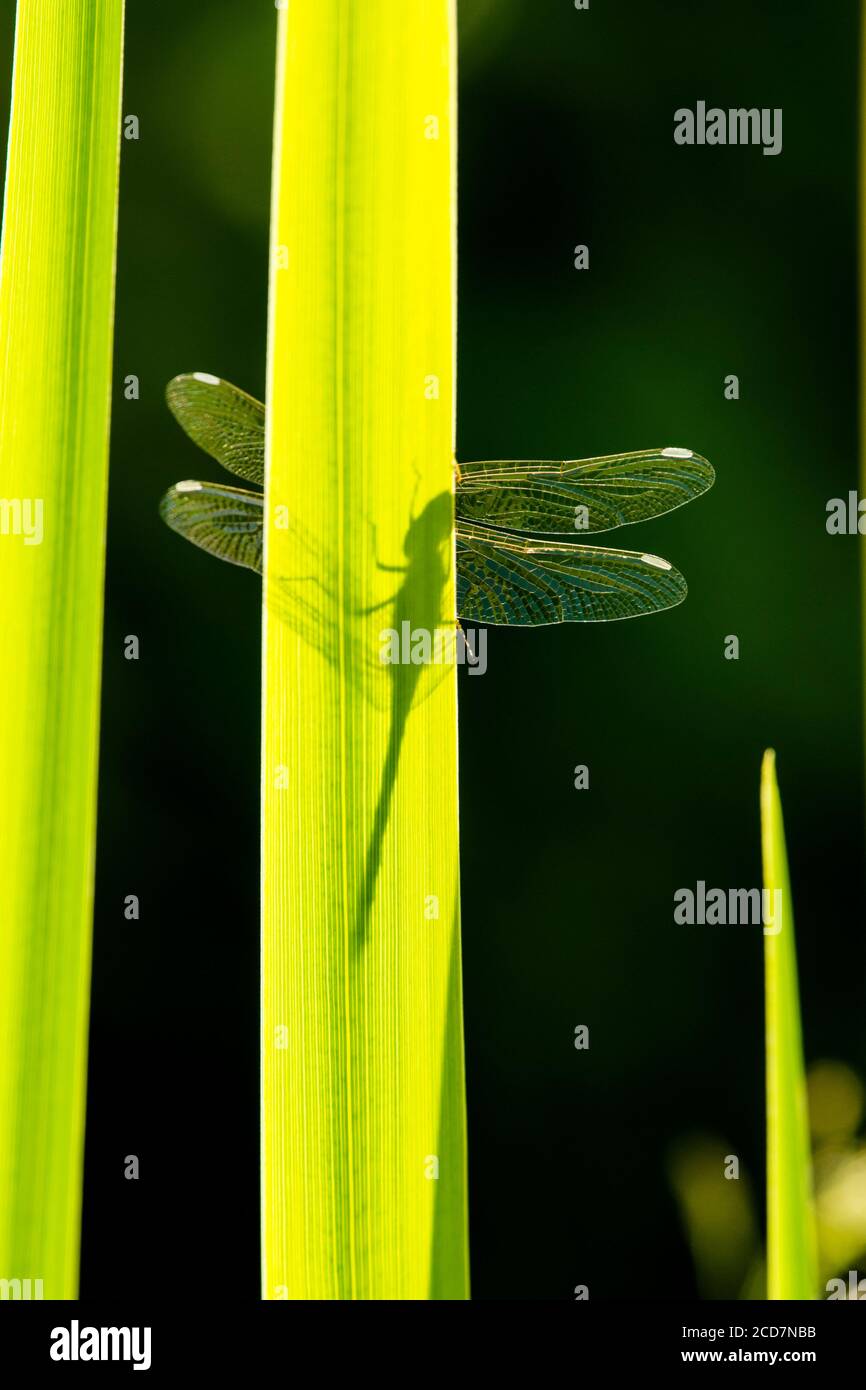 Ombre de la libellule sur le dessous de la feuille, ailes vues de chaque côté, libellule de Darter commun, Sympetrum striolatum, feuille de Flag Iris, Iris pseudocacorus Banque D'Images