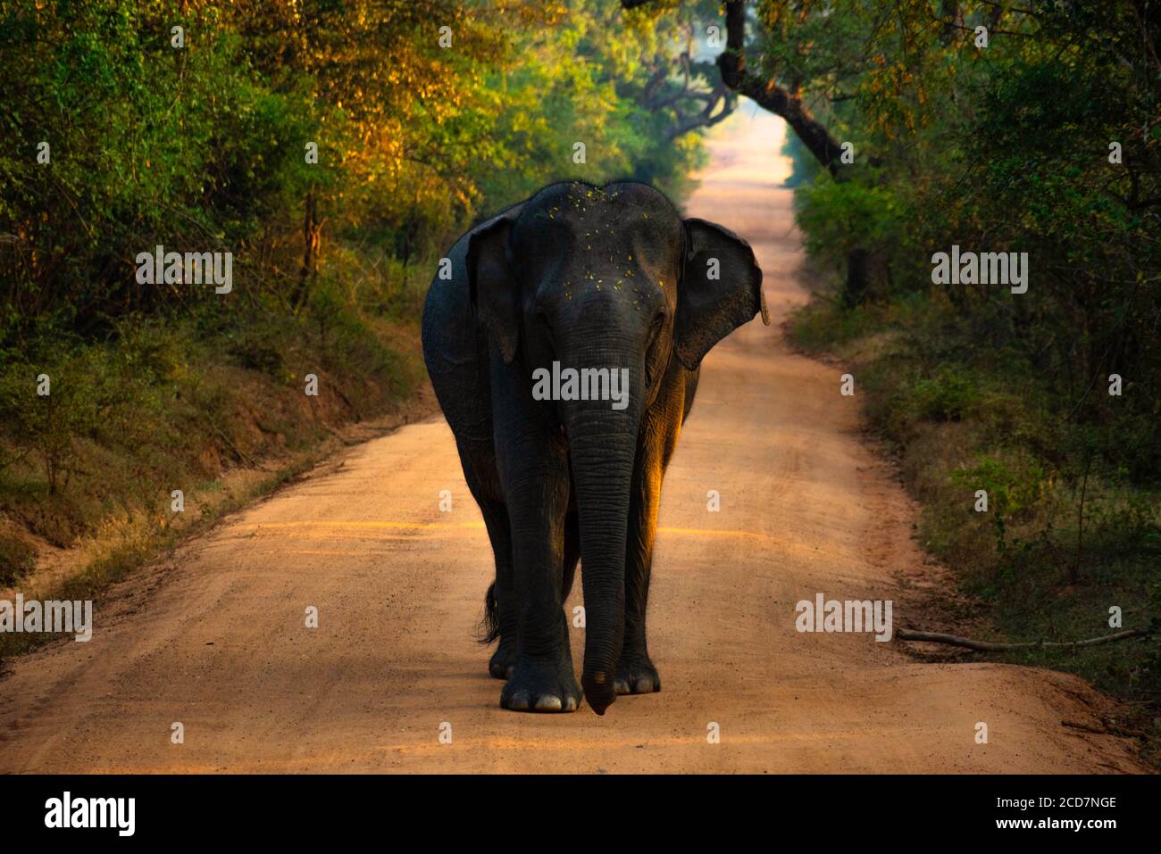 Femelle éléphant indien marchant dans la lumière chaude du matin sur une route de terre dans la jungle du parc national de Kudulla vers la caméra. Éléphant de Sri Lanka Banque D'Images