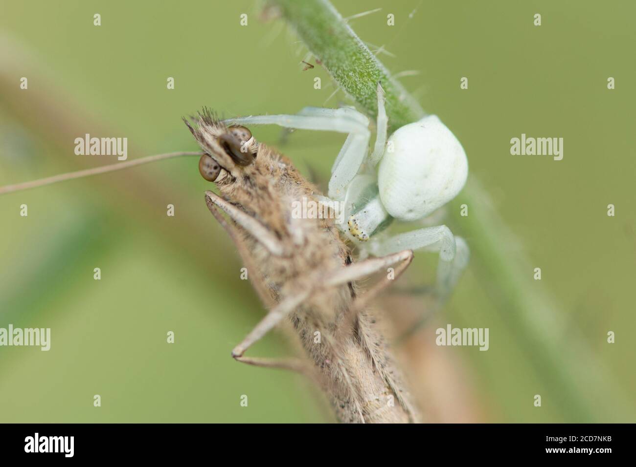 Crab Spider, Misumena vatia, mangeant papillon, Meadow Brown, Maniola jurtina, juillet, Royaume-Uni Banque D'Images