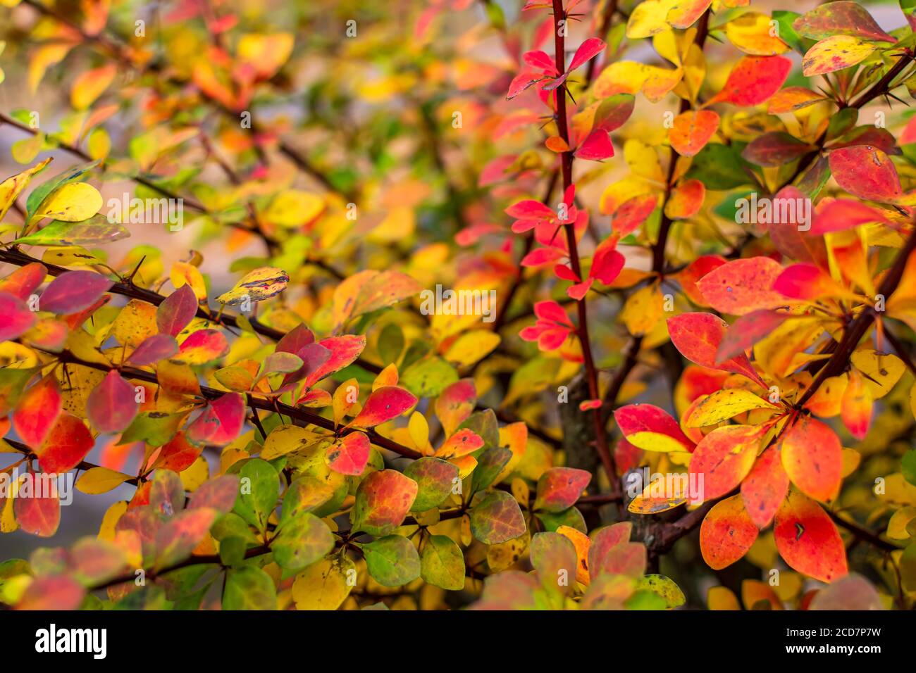 Fond d'automne créatif de feuilles de brousse de baryre Banque D'Images