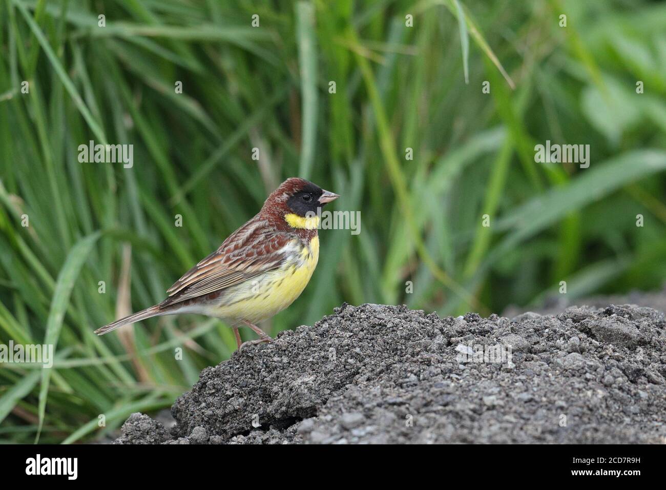 Bunting à épi jaune (Emberiza aureola), mâle, étangs à poissons près de Mai po, Hong Kong 23 avril 2017 Banque D'Images