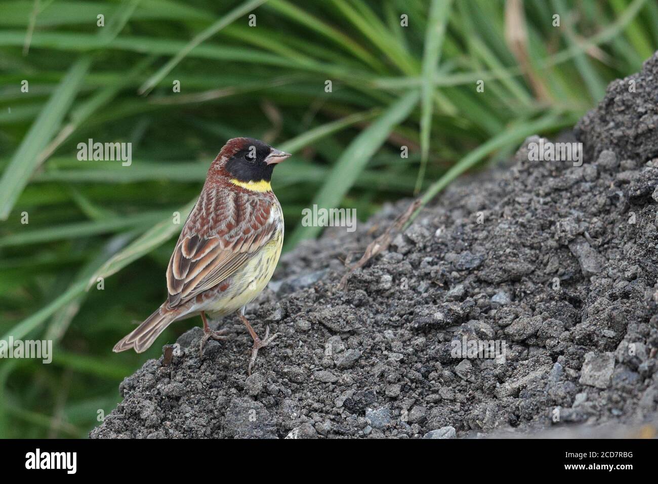 Bunting à poitrine jaune (Emberiza aureola), mâle adulte en plumage de reproduction, étangs à poissons près de mai po, Hong Kong 23 avril 2017 Banque D'Images