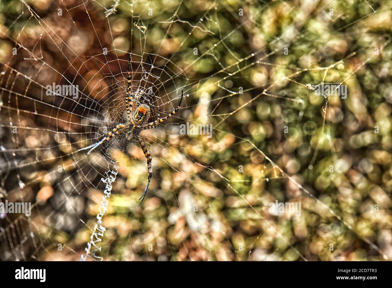 Toile d'araignée tissée sur des buissons verts avec une araignée au centre, macro. Banque D'Images