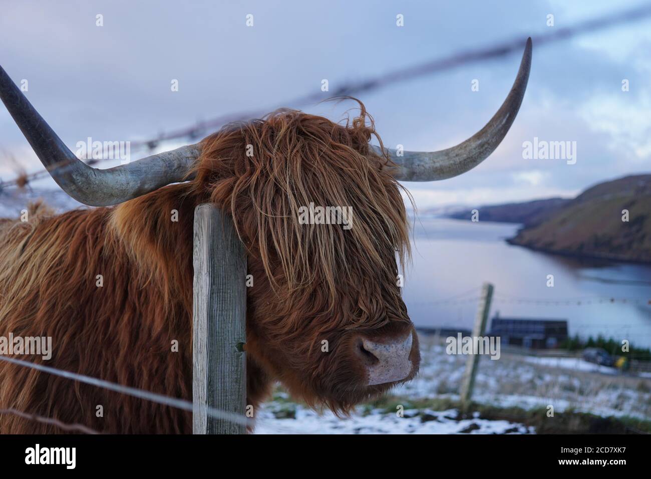Highland Cattle griffant la clôture sur l'île de Skye Banque D'Images