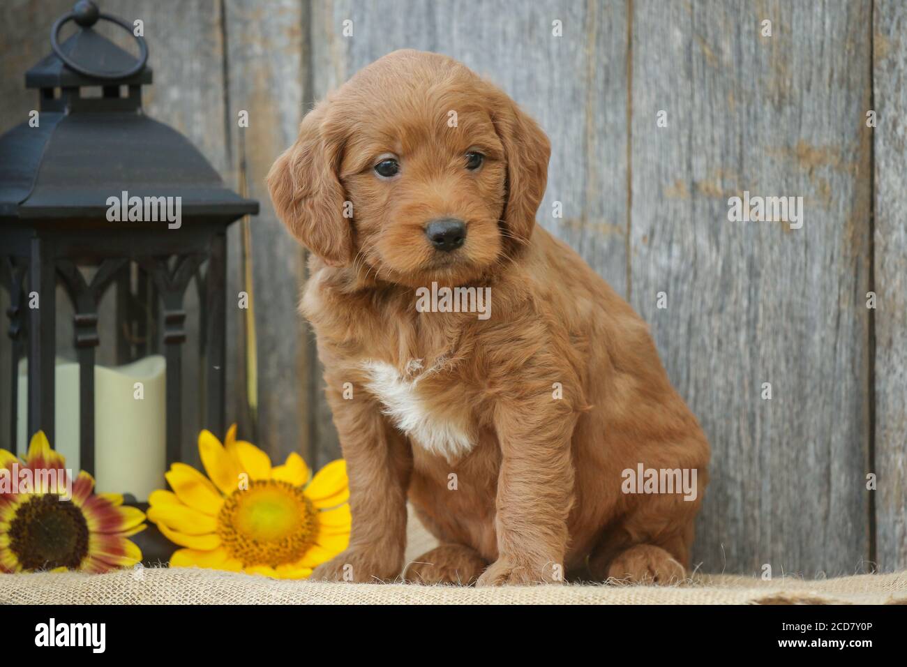 F1 Goldendoodle Puppy sur un banc avec des fleurs jaunes Banque D'Images