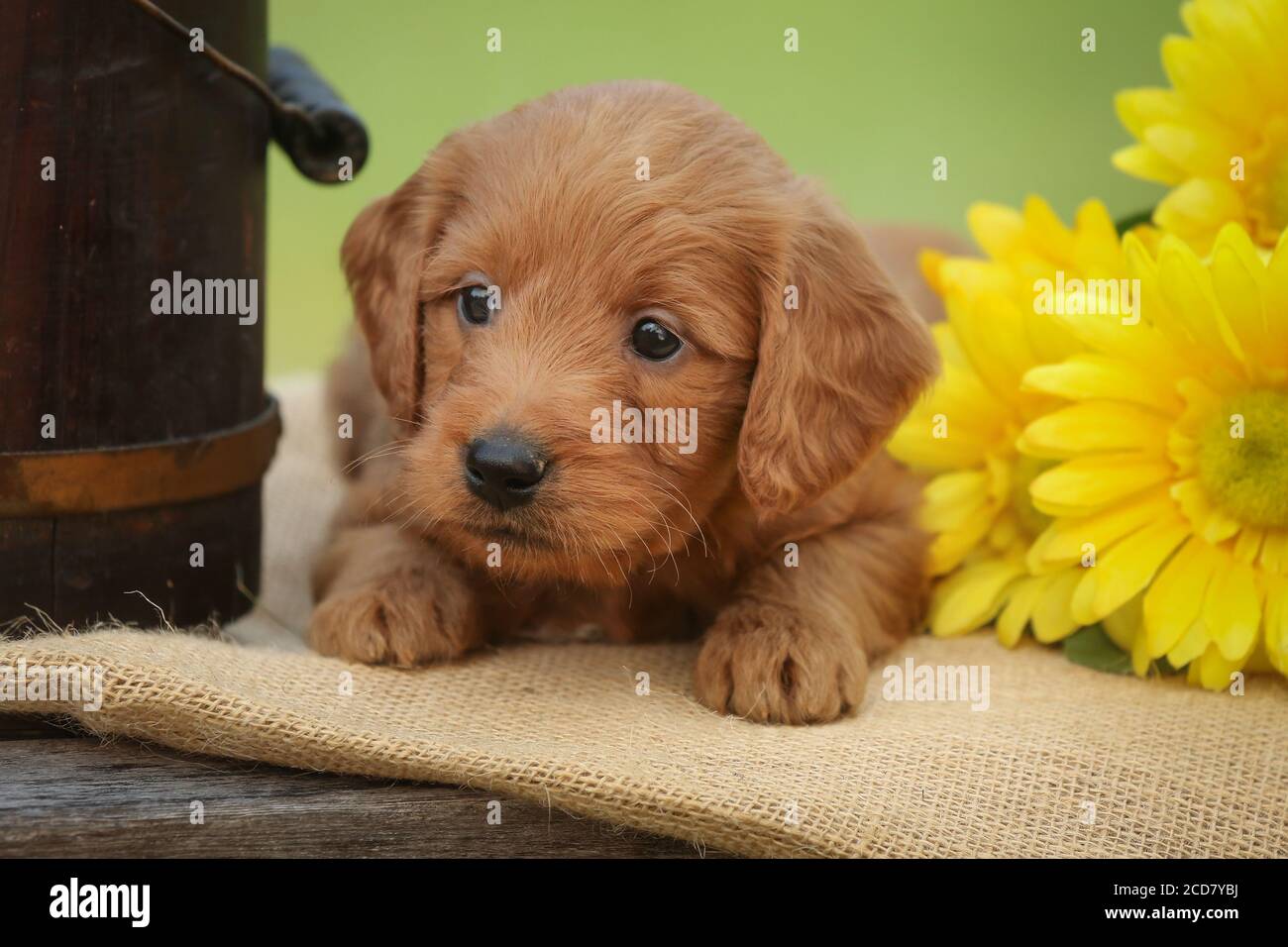 F1 Goldendoodle Puppy sur un banc avec des fleurs jaunes Banque D'Images