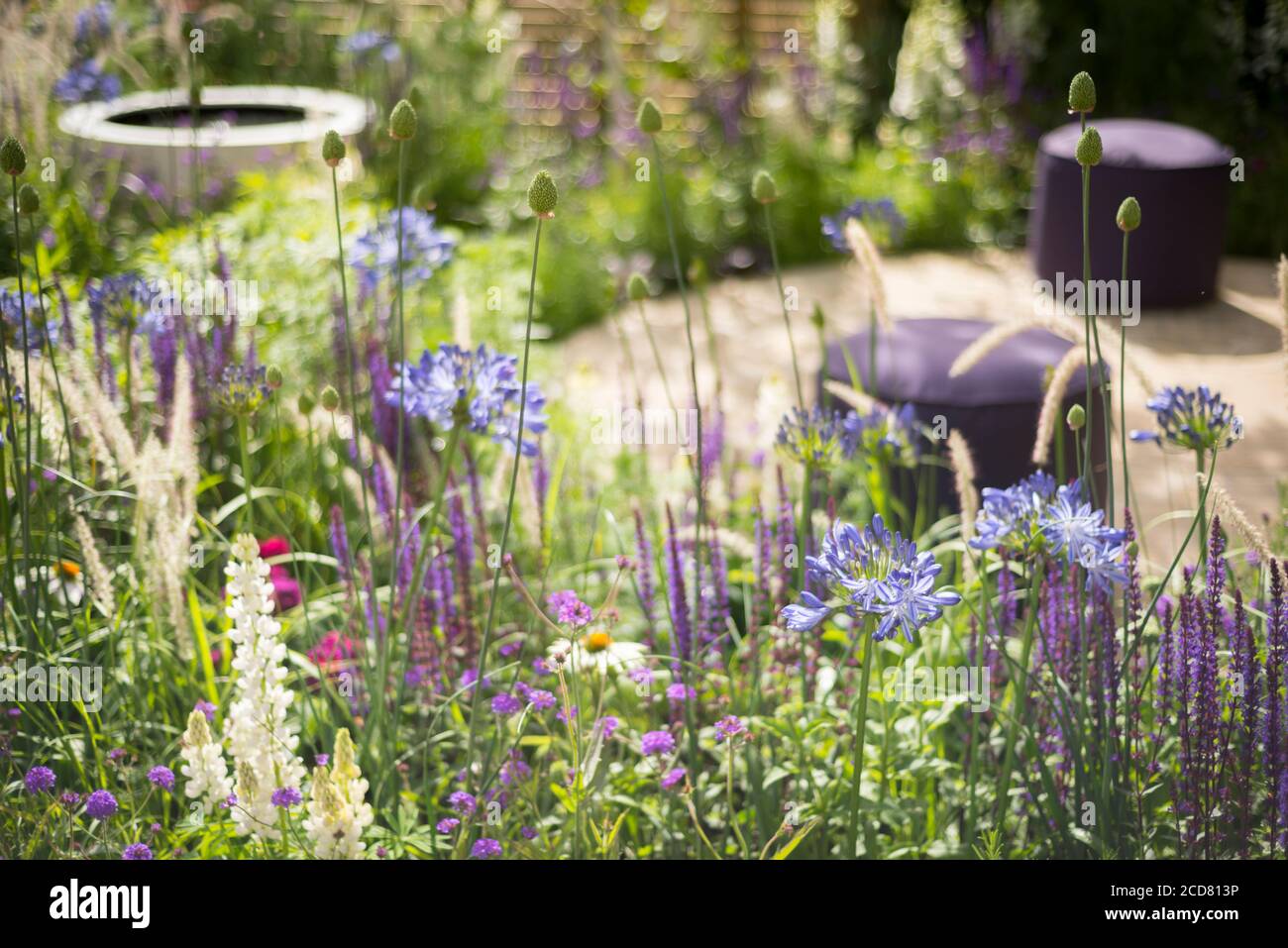 AGAPANTHUS, ALLIUMS, SALVIA ET LUPINS DANS LA ZONE SALON DU SALON JARDIN "LE BIEN-ÊTRE DES FEMMES" CONÇU PAR CLAIRE MORENO, AMY ROBERTSON ET NOUS Banque D'Images