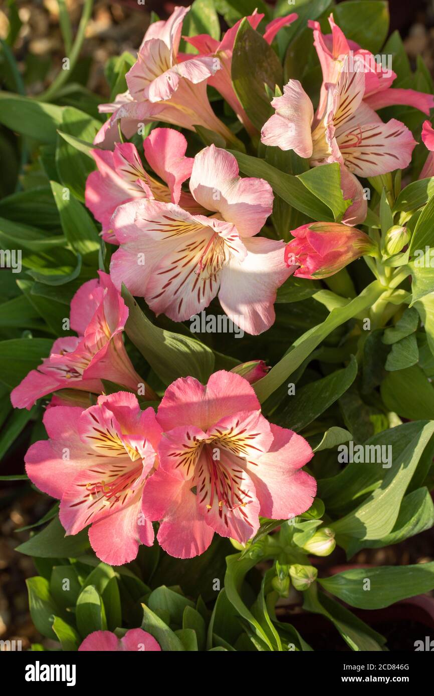 Portrait de fleurs d'Alstroemeria (inticancha Sunshine) Banque D'Images