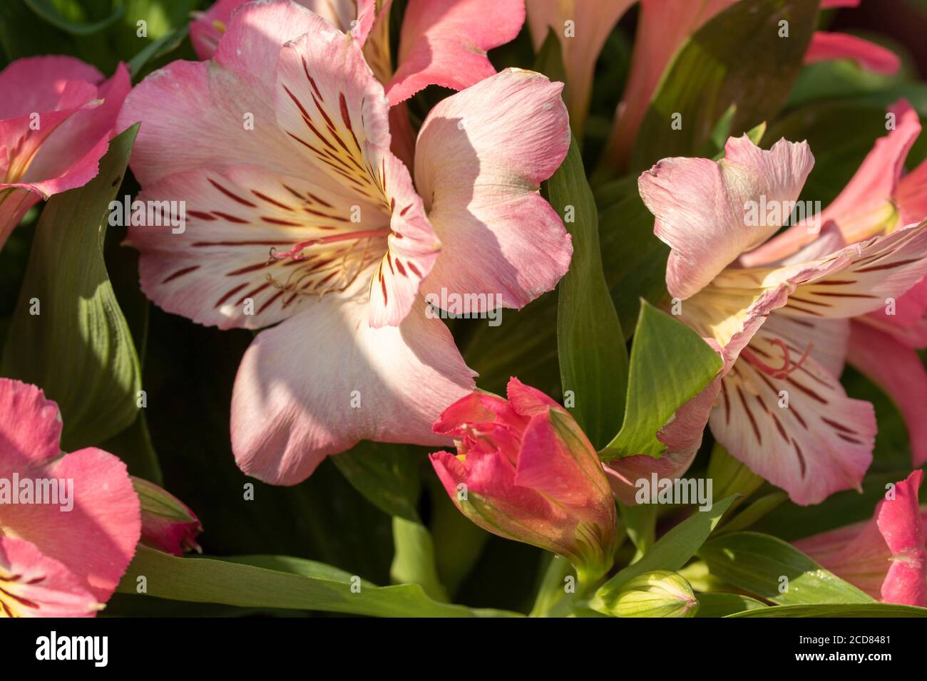 Portrait de fleurs d'Alstroemeria (inticancha Sunshine) Banque D'Images