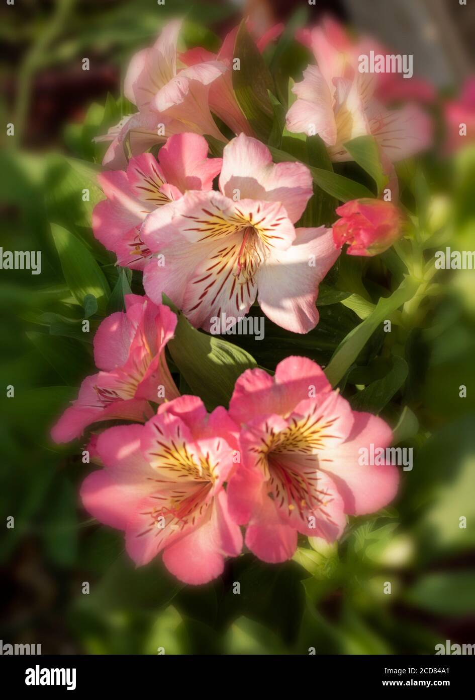 Portrait de fleurs d'Alstroemeria (inticancha Sunshine) Banque D'Images