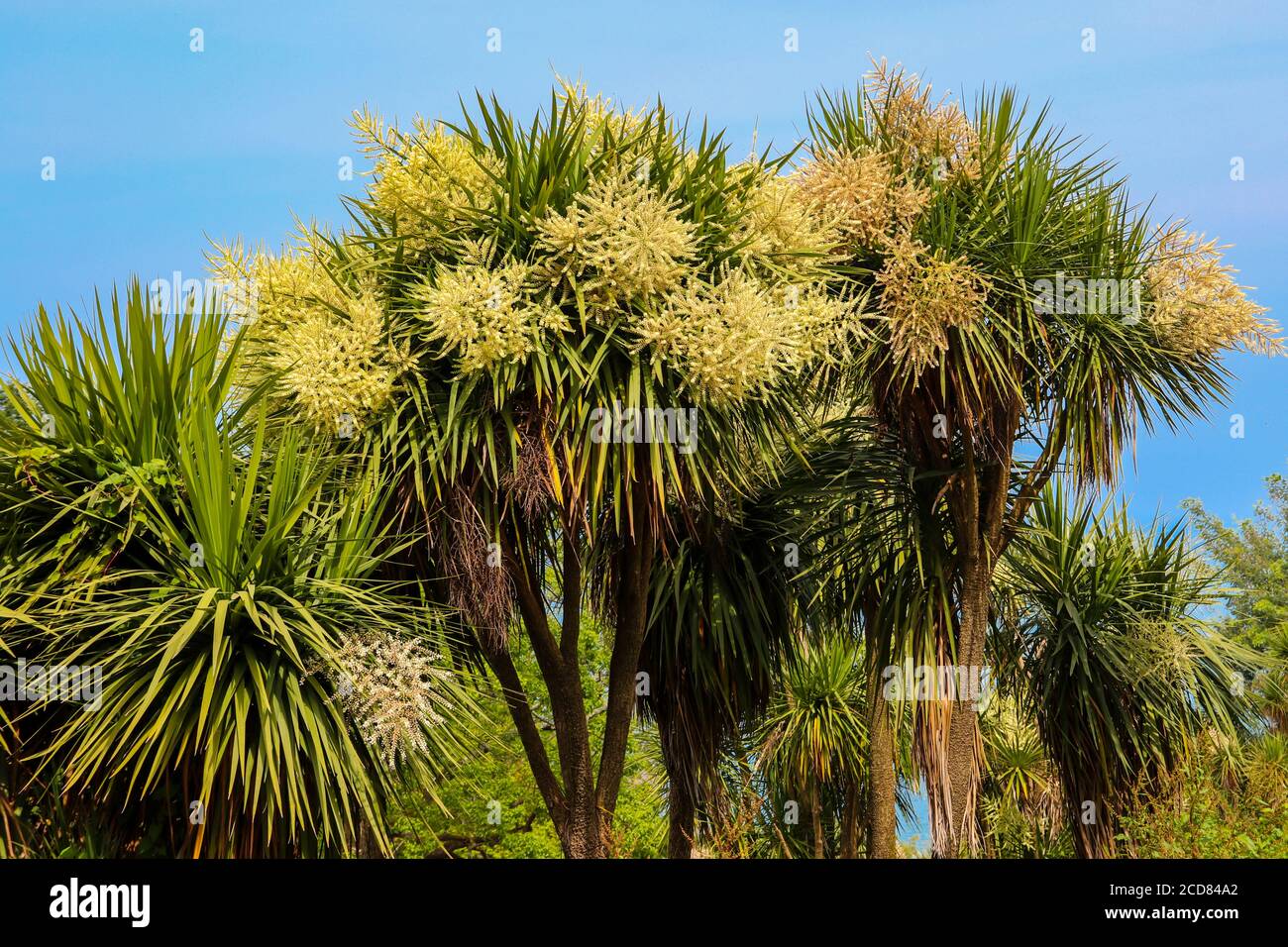 Cordyline australis en fleurs (chou, chou-palme) dans le parc Banque D'Images