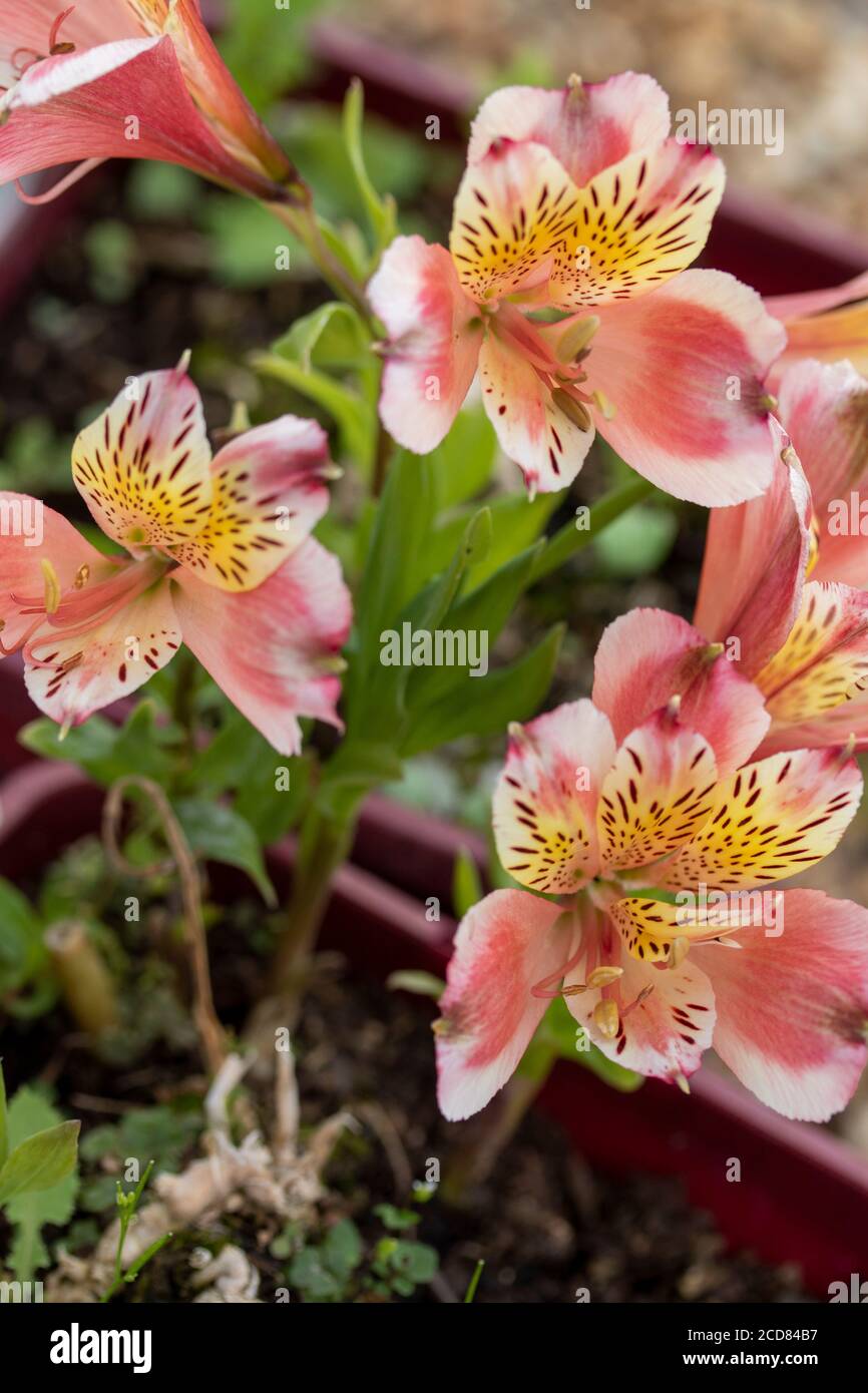 Portrait de fleur Alstroemeria (Jean) Banque D'Images