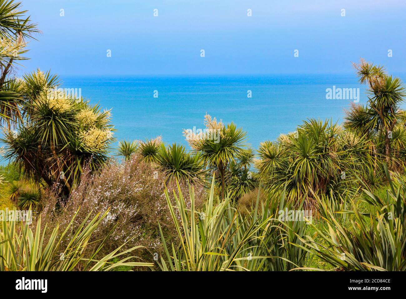Cordyline australis en fleurs (chou, chou-palme) sur un fond de la mer Noire dans le jardin botanique de Batumi, Géorgie Banque D'Images