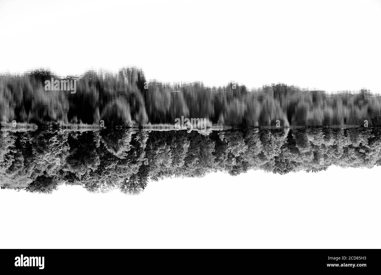 Une rangée inversée d'arbres reflétés dans l'eau dans cette photo en noir et blanc Banque D'Images
