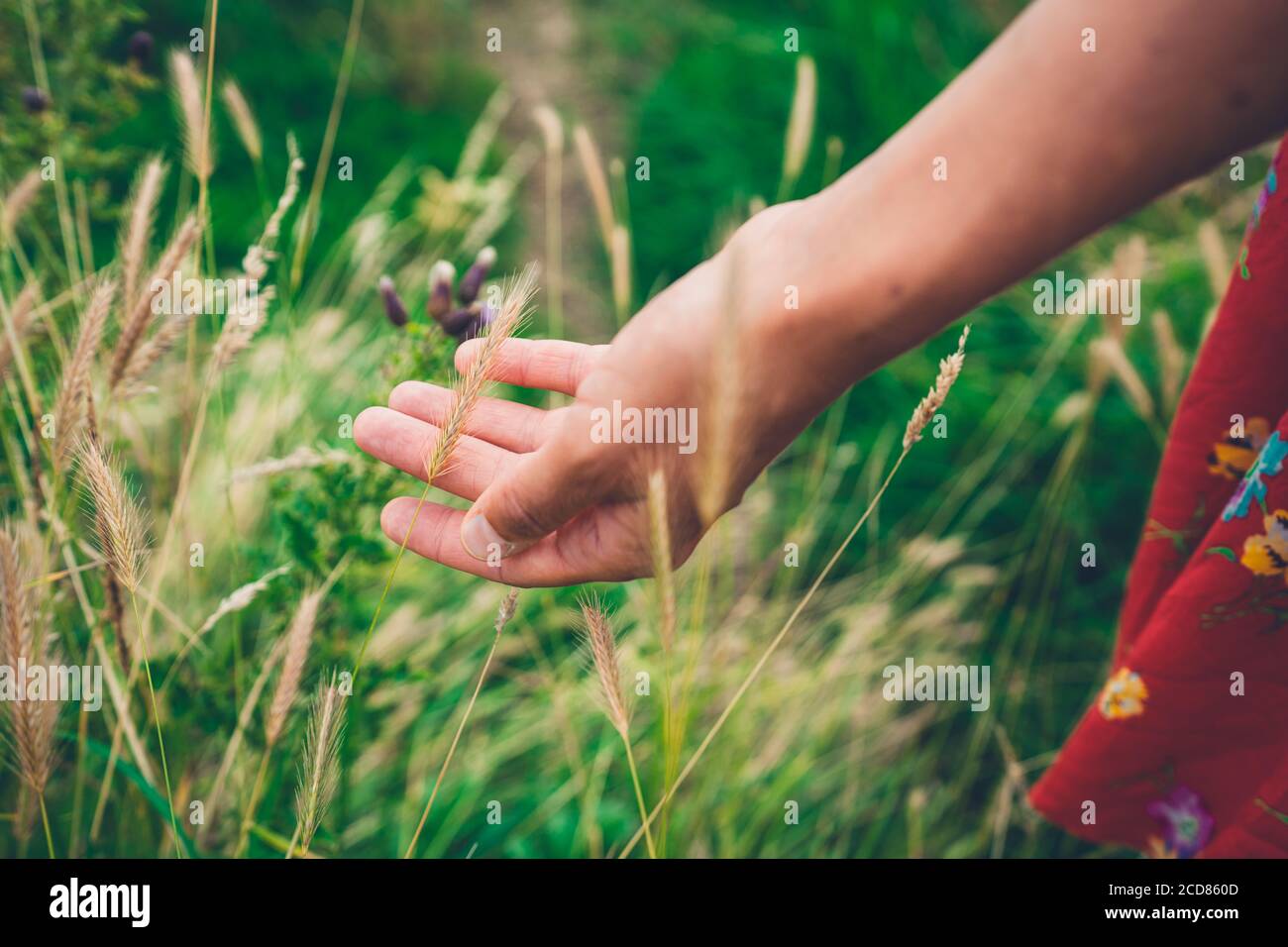 La main d'une jeune femme touche un peu longtemps herbe Banque D'Images