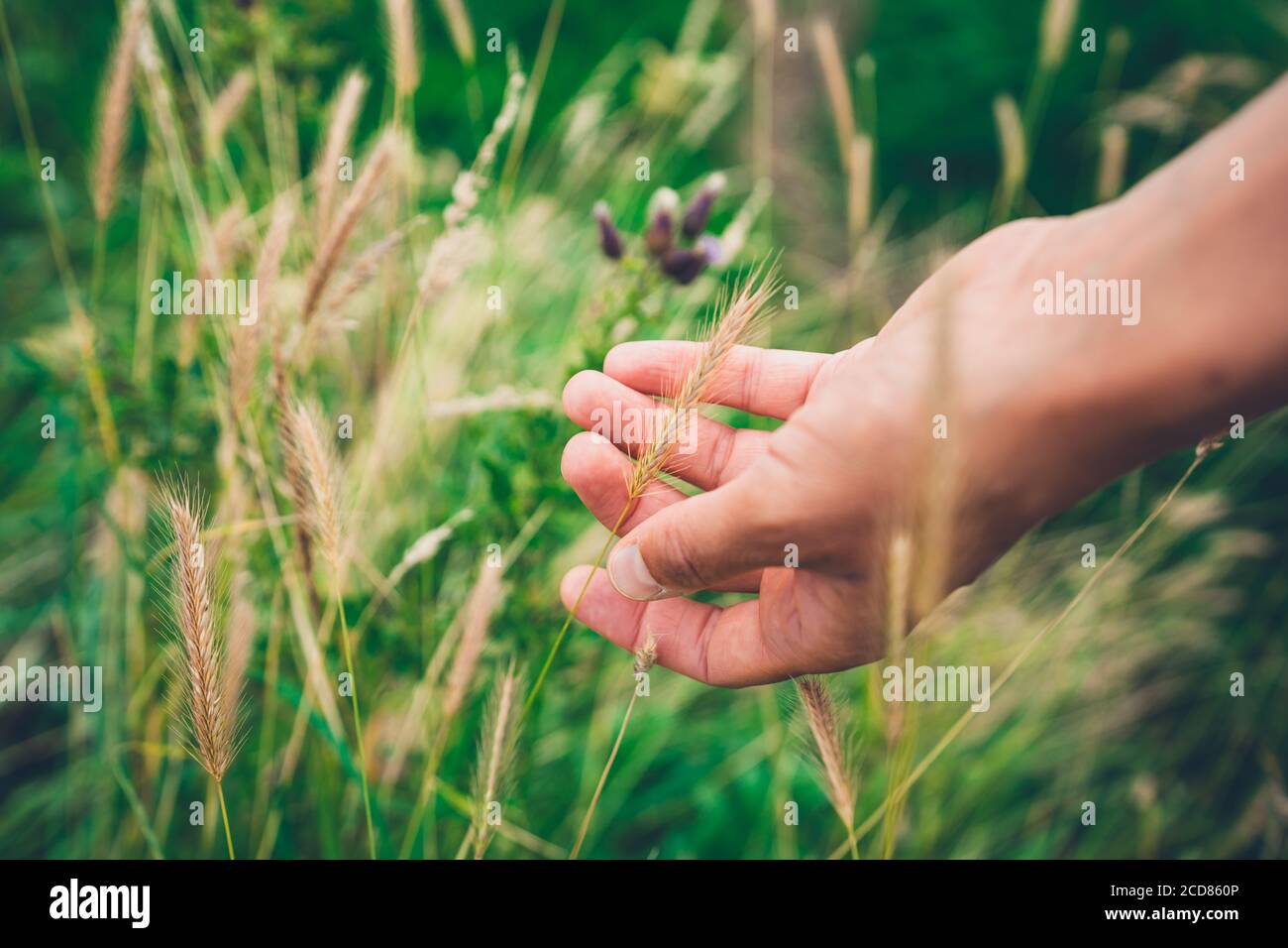 La main d'une jeune femme touche un peu longtemps herbe Banque D'Images