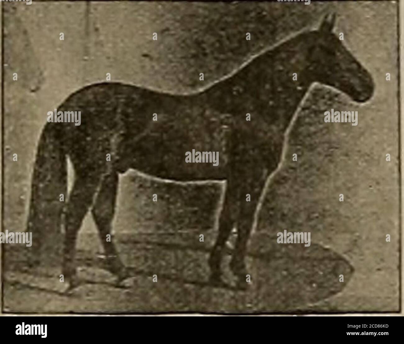 . Sélectionneur et sportif . 12^ et Joe Evlston (3) 2:22 feront la saison de 1904 à Lakeville, dans le comté de Sonoma, gal. SEYMOUR WILKES a gagné son record dans une forte courbe et a été un cheval de course de jeu aucun cheval en Californie peut showa plus grande proportion de gros, beau, fortement construit et bien-boned cols. Ils se ressemblent tous, et innearlyevery instance aresquare trotters. SEYMOUR WILKES est par Guy Wilkes, son barrage au début de Birdby Playmail; deuxième barrage par Odd Fellow, troisième barrage par un fils de Williamsons Belmont, quatrième barrage par Blaokhawk 767. Il pèse 1200 livres, tient 16 mains hautes et est l'un des mos Banque D'Images