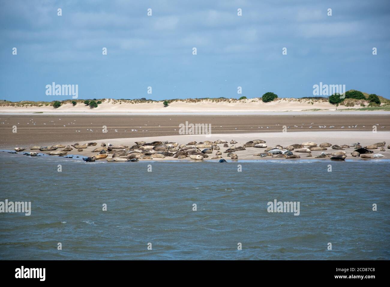 Plan à hauteur des yeux des phoques qui se trouvent sur le bord de mer  Photo Stock - Alamy