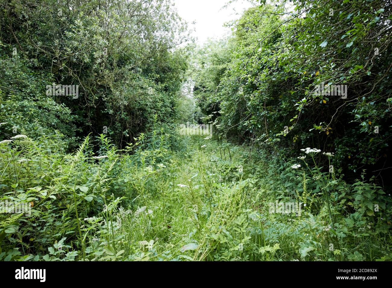 chemin surcultivé à travers les bois dans le nord de l'irlande au royaume-uni Banque D'Images