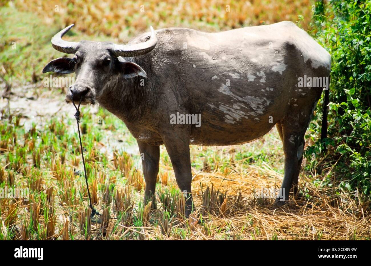 Buffle d'eau, Bubalus bubalus, dans un riz padi, principal animal de charge, Asie du Sud-est Banque D'Images