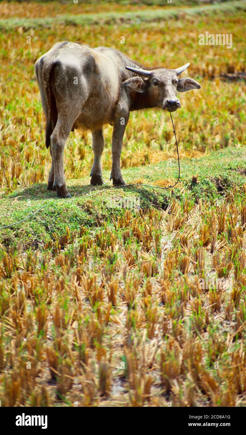 Buffle d'eau, Bubalus bubalus, dans un riz padi, principal animal de charge, Asie du Sud-est Banque D'Images