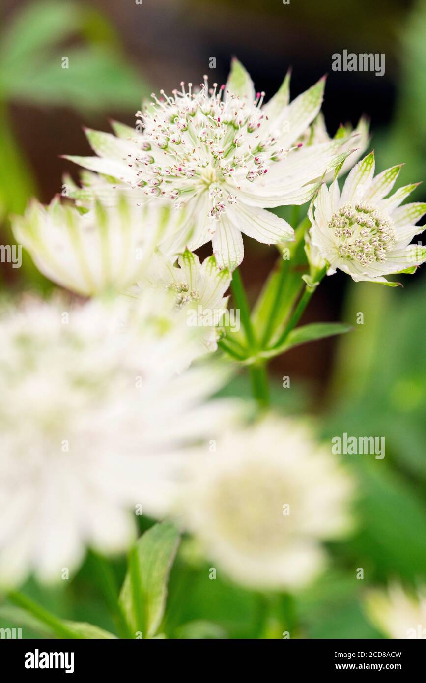 ASTRANTIA MAJOR 'PRINCESS STURDZA'. Produit une huile essentielle utilisée dans les médicaments à base de plantes Banque D'Images