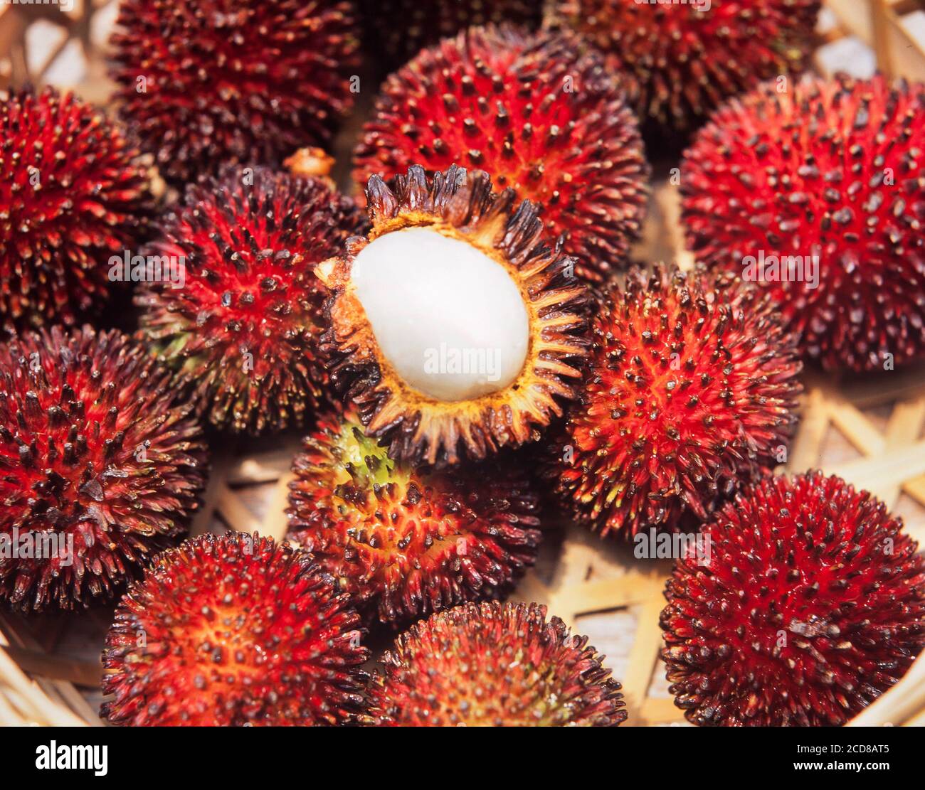 Fruit de Rambutan sauvage ou forestier, Nephelium lappaceum, Malaisie Banque D'Images