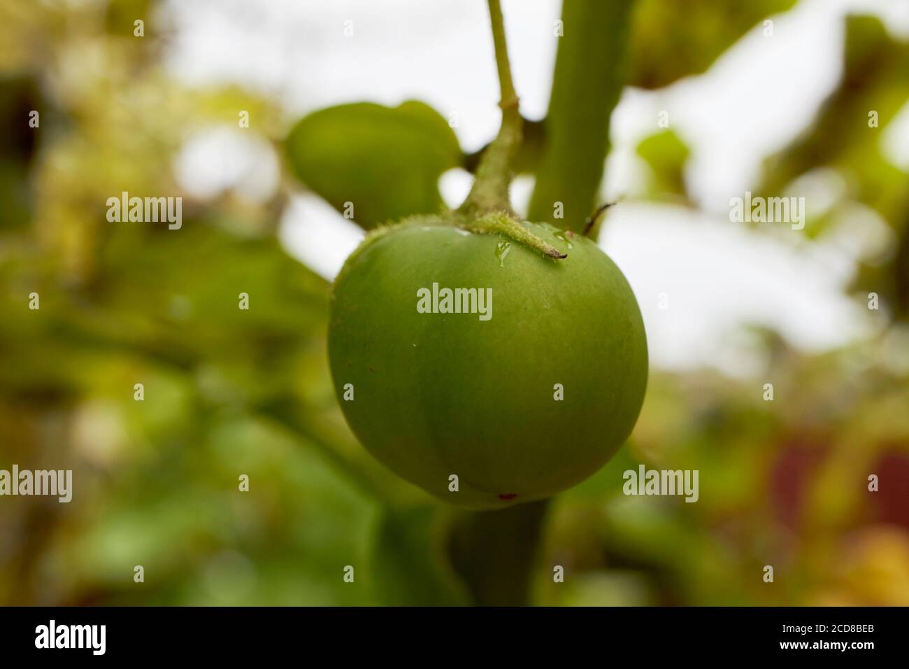 fruits de pomme de terre poussant sur une plante de pomme de terre dans une maison jardin en irlande Banque D'Images
