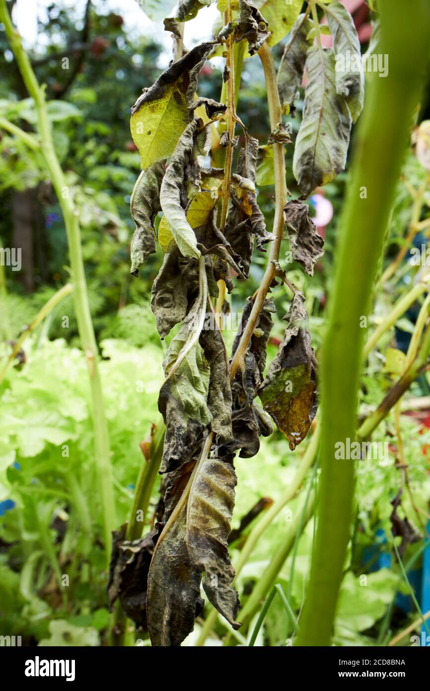 Maladie De La Pomme De Terre Irlande Maladie De La Pomme De Terre Banque d'image et photos - Alamy